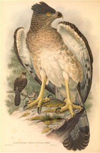 Harpyopsis novaeguineae - The birds of New Guinea and the adjacent Papuan islands : including many new species recently discovered in Australia. v.1 (Plate III).
