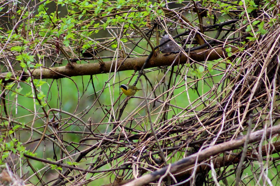 Now is a great time to go birding at Big Muddy National Fish and Wildlife Refuge. Yesterday alone, we spotted more than 15 bird species at the Jameson Island Unit!

Photo by Anna Weyers/USFWS.