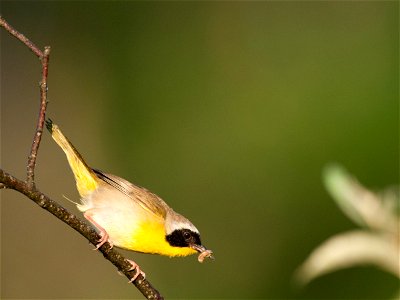 Common Yellowthroat preparing to feed nestlings.


Credit: USFWS