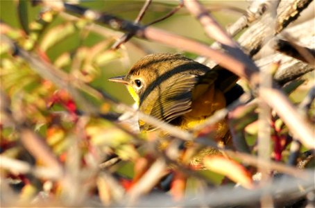 A juvenile male common yellowthroat spotted in the willows along the Green River on Seedskadee National Wildlife Refuge.  Adult males are bright yellow below, with a sharp black face mask and olive up