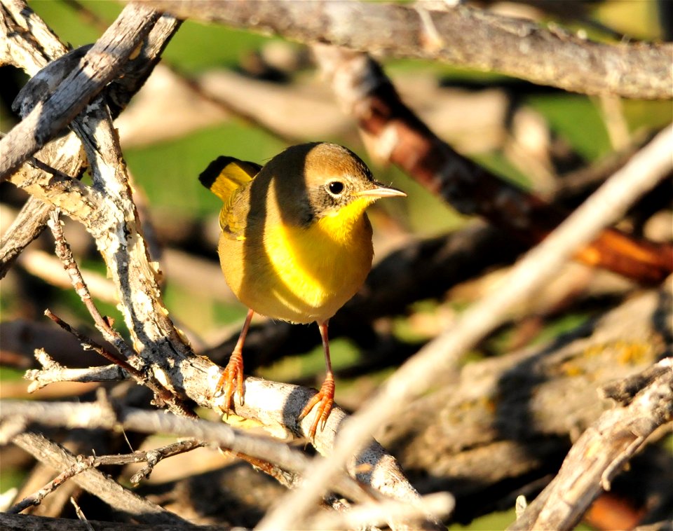A juvenile male common yellowthroat spotted in the willows along the Green River on Seedskadee National Wildlife Refuge.  Adult males are bright yellow below, with a sharp black face mask and olive up