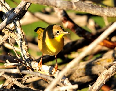 A juvenile male common yellowthroat spotted in the willows along the Green River on Seedskadee National Wildlife Refuge.  Adult males are bright yellow below, with a sharp black face mask and olive up