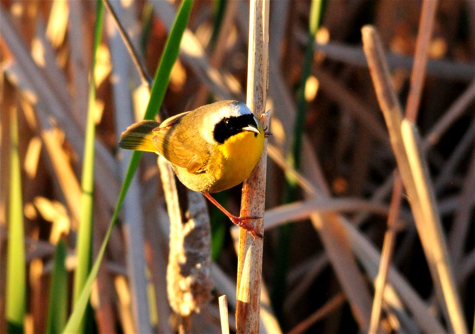 Photo: Tom Koerner/USFWS photo