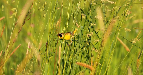 Common Yellowthroat male

You are free to use this image with the following photo credit: Peter Pearsall/U.S. Fish and Wildlife Service