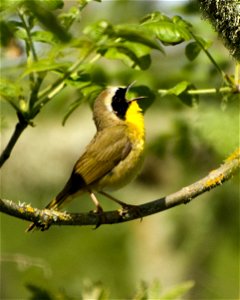 Common yellowthroat (Geothlypis trichas) - photo by George Gentry, USFWS photo