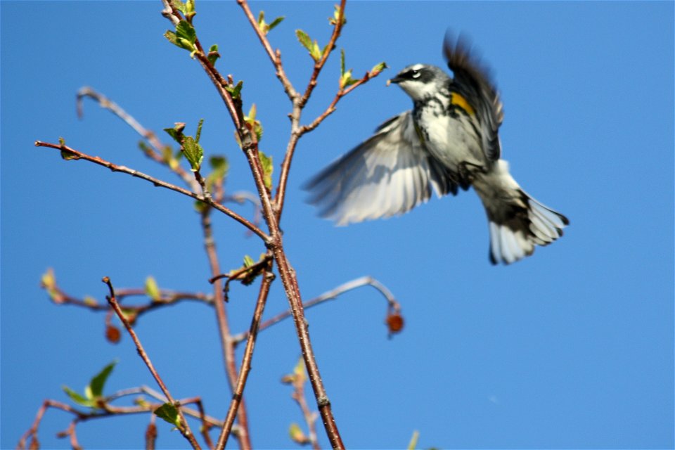 Yellow-rumped Warbler