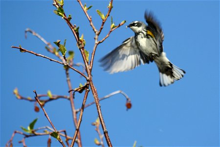 Yellow-rumped Warbler photo