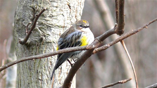 A Myrtle Warbler (Dendroica coronata) perched on a tree branch.Photo taken with a Panasonic Lumix DMC-FZ50 in Johnston County, North Carolina, USA.
