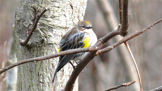 A Myrtle Warbler (Dendroica coronata) perched on a tree branch.Photo taken with a Panasonic Lumix DMC-FZ50 in Johnston County, North Carolina, USA. photo