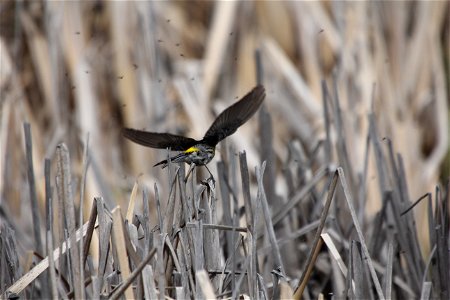 Yellow-rumped warblers eat mainly insects in the summer. Here, a warbler has plenty to choose from in the wetlands near the visitor center.

USFWS / Ann Hough, National Elk Refuge volunteer