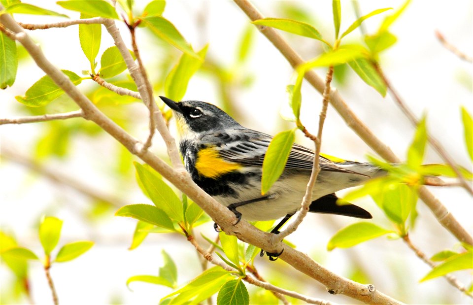 Photo: Tom Koerner/USFWS