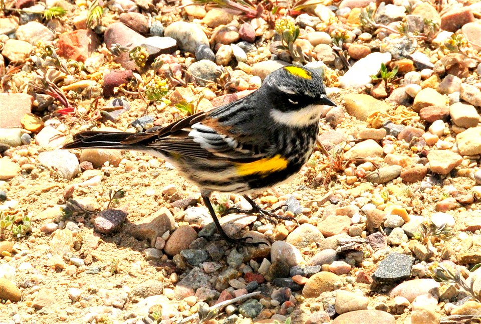 The Green River through Seedskadee NWR serves as a primary migration route through arid portions of SW Wyoming. Yellow-rumped warblers stage in large numbers during spring and fall migrations on the r