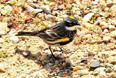 The Green River through Seedskadee NWR serves as a primary migration route through arid portions of SW Wyoming. Yellow-rumped warblers stage in large numbers during spring and fall migrations on the r photo