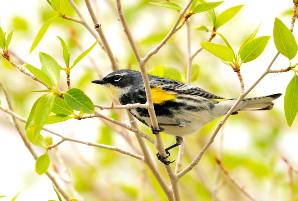 Photo: Tom Koerner/USFWS