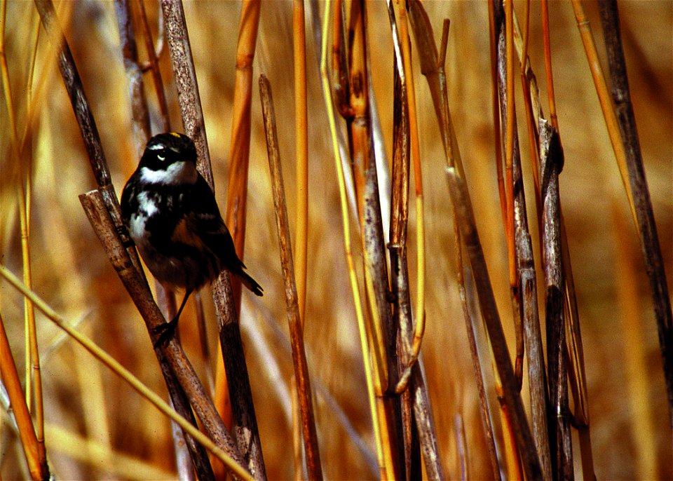 Yellow rumped warbler in a pothole wetland in South Dakota.
