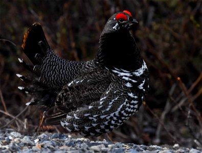 Grouse