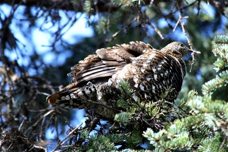 Spruce Grouse