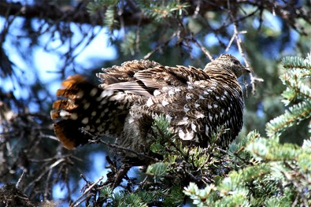 Spruce Grouse