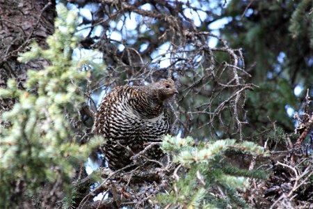 Spruce Grouse