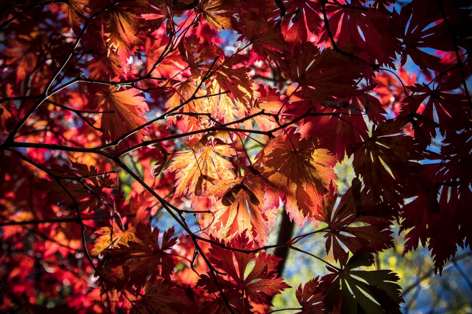 Red yellow orange