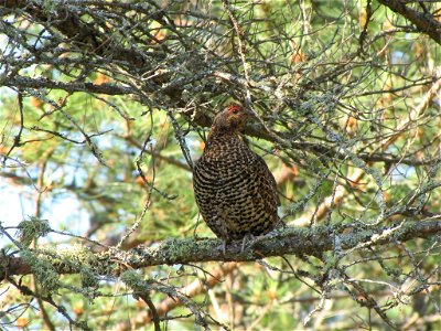 This female spruce grouse was spotted at Seney National Wildlife Refuge in Michigan. It is the most elusive of the three grouse species found on the refuge! Photo by USFWS. photo