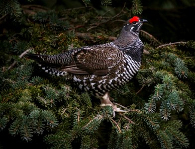 Spruce Grouse