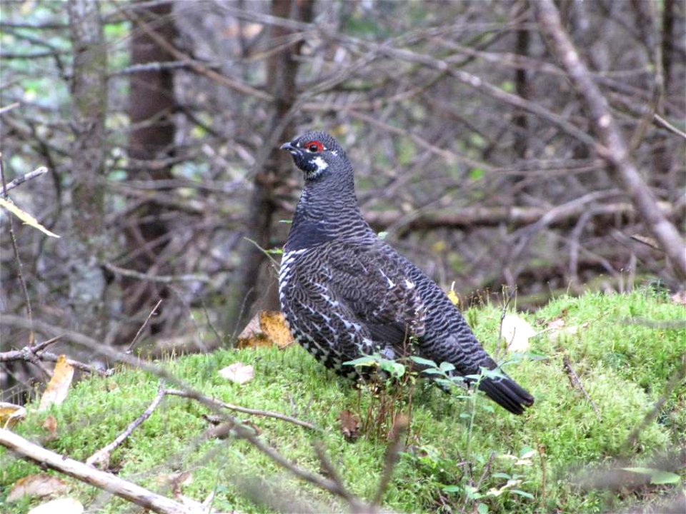 Male spruce grouse at the Nulhegan Basin Division of the Silvio O. Conte National Fish and Wildlife Refuge in Vermont.

Credit: David Govatski/USFWS


http://www.fws.gov/r5soc/come_visit/nulhegan_basi