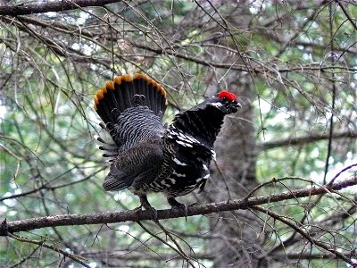 Spruce Grouse Falcipennis canadensis at Moosehorn National Wildlife Refuge. Credit: USFWS photo