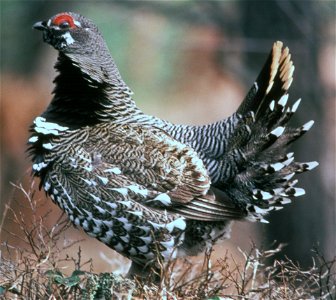 Spruce Grouse Falcipennis canadensis, male