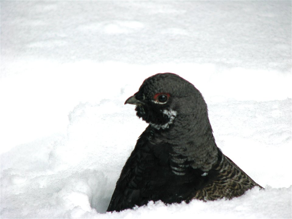 Franklin's grouse buried in snow south of Anaconda, MT. March 2008.