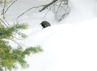 Franklin's grouse buried in snow south of Anaconda, MT. March 2008.