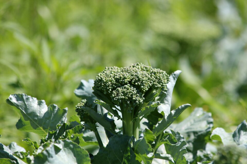 Vegetable nutrition healthy