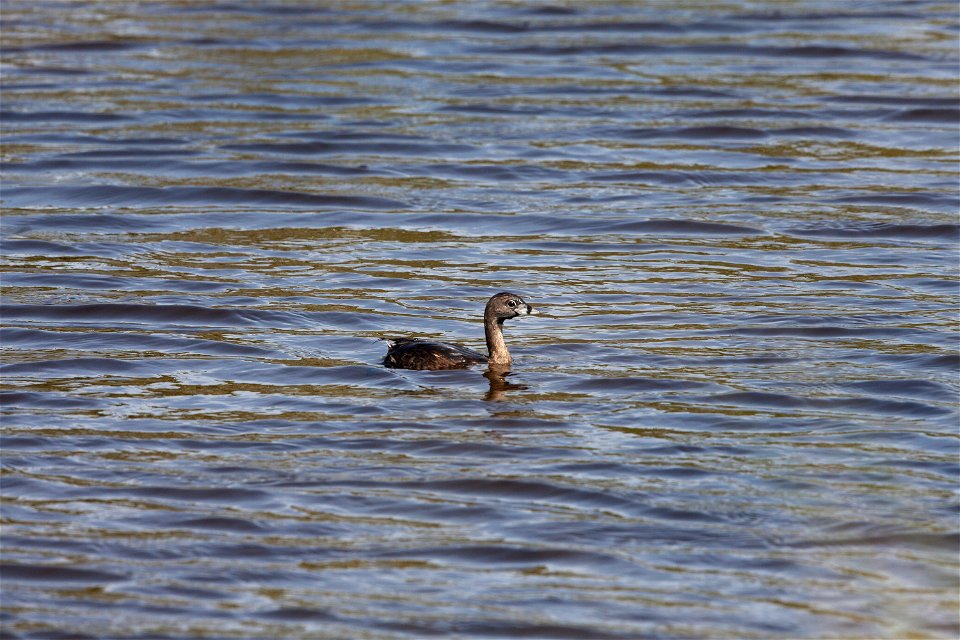 A pied-billed grebe paddles in one of the many waterways at Merritt Island National Wildlife Refuge in Florida. NASA’s Kennedy Space Center shares boundaries with the refuge, which is home to more tha