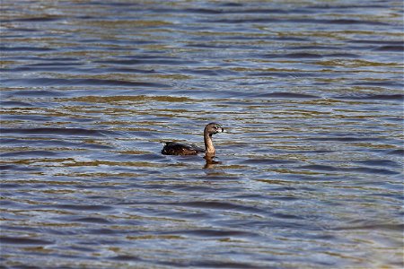 A pied-billed grebe paddles in one of the many waterways at Merritt Island National Wildlife Refuge in Florida. NASA’s Kennedy Space Center shares boundaries with the refuge, which is home to more tha photo