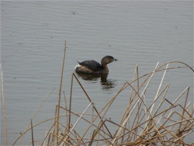 This Pied-billed grebe, ignoring the rain on the waters, searched and called for a mate on the wetland in front of the Wildlife Education Center at the Bear River Migratory Bird Refuge in Utah. Photo photo