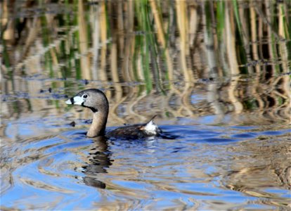 Pied-billed Grebes have also been referred to as "helldivers" for their knack at diving and "apparent" lack of resurfacing. They have the ability to trap water in their feathers, giving them control o photo
