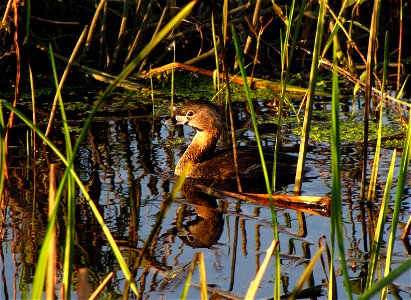 Photo by Alex Galt/USFWS.