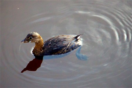 Pied-billed grebe (Podilymbus podiceps) at Bon Secour National Wildlife Refuge Credit: USFWS Photographer: Keenan Adams photo