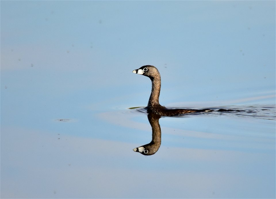 Photo: Tom Koerner/USFWS