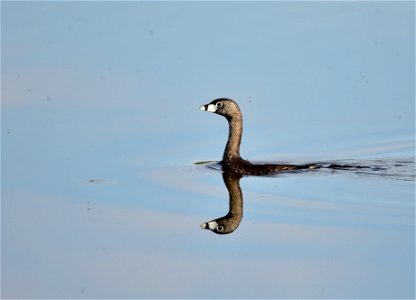 Photo: Tom Koerner/USFWS photo