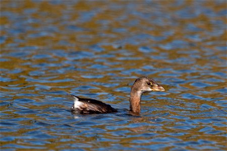 Pied-billed Grebe You are free to use this image with the following photo credit: Peter Pearsall/U.S. Fish and Wildlife Service photo