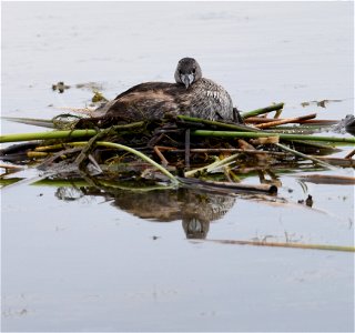Pied-billed Grebe Podilymbus podiceps on nest. Photo Credit: K. Hodges