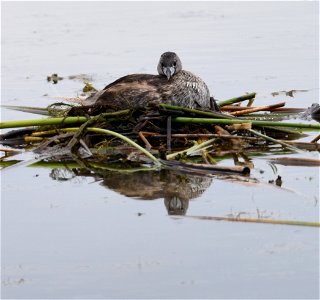 Pied-billed Grebe Podilymbus podiceps on nest. Photo Credit: K. Hodges photo