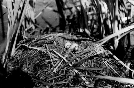 Photograph of Two Young Pied Billed Grebes