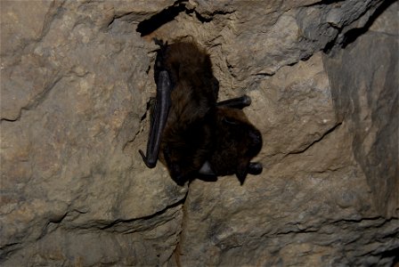 A pair of hibernating big brown bats before White-nose Syndrome was discovered and confirmed in an abandoned limestone mine on the Wayne National Forest in Lawrence County, Ohio.


Credit: Tim Krynak