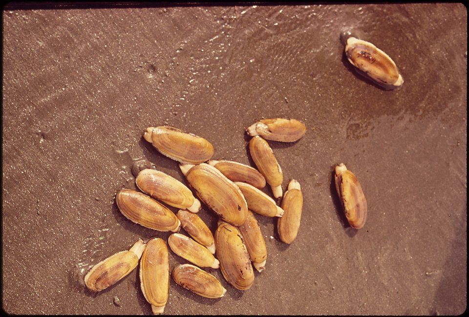 RAZOR CLAMS ON QUINAULT BEACH. THE CLAMS ARE SOLD COMMERCIALLY BY THE QUINAULT INDIAN RESERVATION