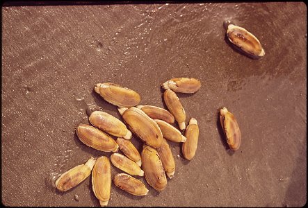 RAZOR CLAMS ON QUINAULT BEACH. THE CLAMS ARE SOLD COMMERCIALLY BY THE QUINAULT INDIAN RESERVATION