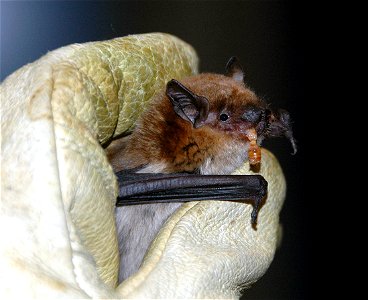 A big brown bat munches on a meal worm
www.batconservation.org/drupal/big-brown

photo credit: USFS/Sandy Frost