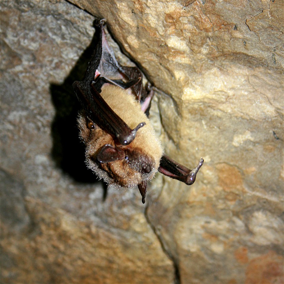 Eptesicus fuscus