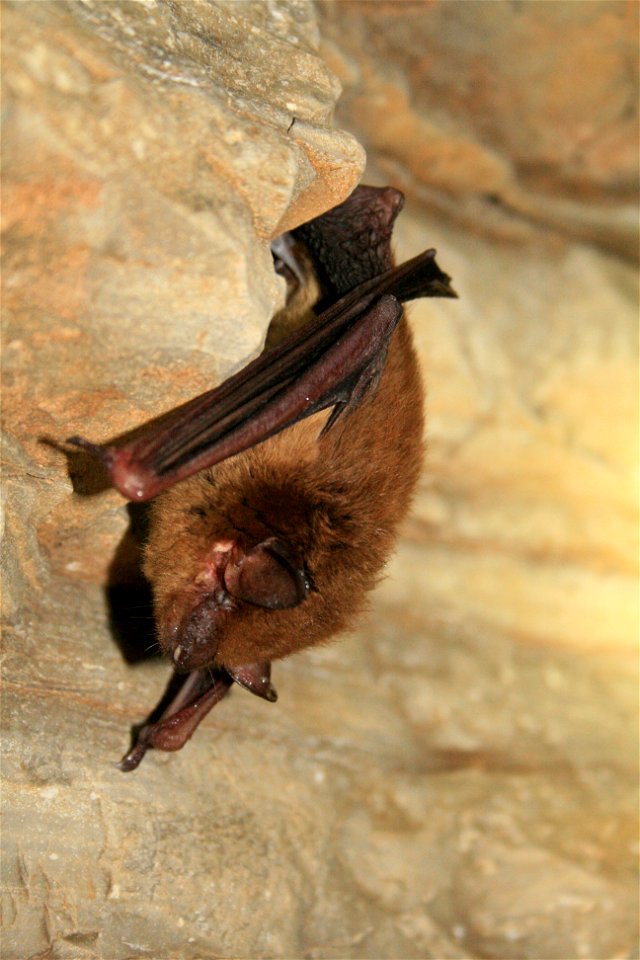 Eptesicus fuscus

photo credit: Ann Froschauer/USFWS